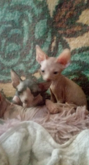 pisic sfinks - imagine 3 pisic sfinks - imagine 3