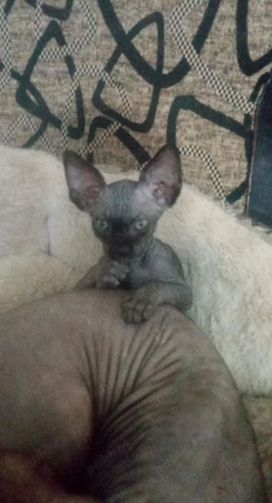 pisic sfinks - imagine 4 pisic sfinks - imagine 4