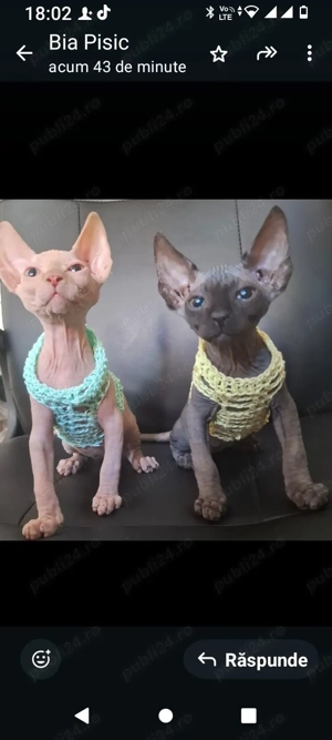 pisic sfinks - imagine 5 pisic sfinks - imagine 5