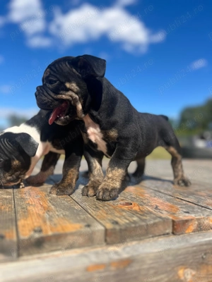 Fetita Old English Bulldog 