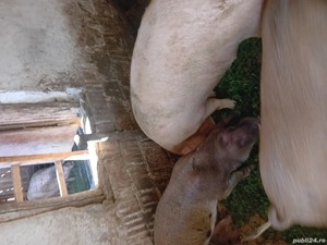 purceî de 6,12 săptămâni și porci de tăiat  - imagine 2 purceî de 6,12 săptămâni și porci de tăiat  - imagine 2