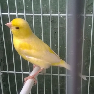 Canari Malinois Pereche