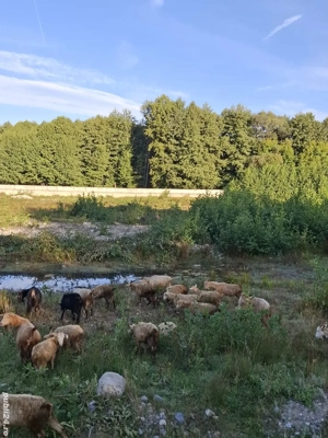 Vând iezi  - imagine 2