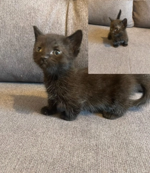 Pisici rasa Munchkin cu picioare scurte - imagine 3 Pisici rasa Munchkin cu picioare scurte - imagine 3