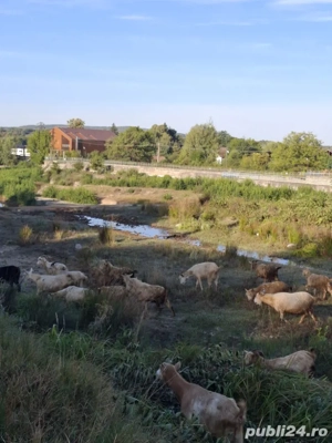 Vând iezi  - imagine 5