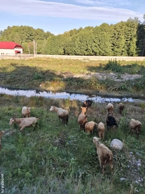 Vând iezi  - imagine 4