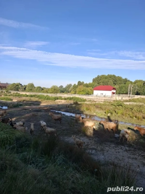 Vând capre  - imagine 3