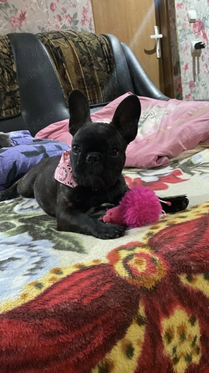 Femela bulldog francez 