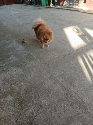 De vânzare cățelușă pomeranian - imagine 3 De vânzare cățelușă pomeranian - imagine 3