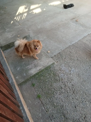 De vânzare cățelușă pomeranian
