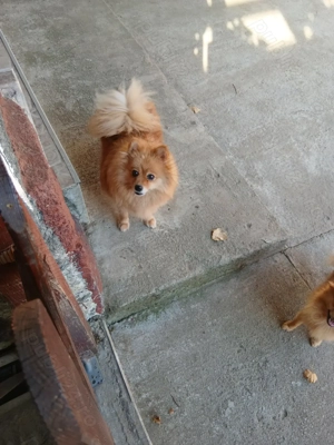 De vânzare cățelușă pomeranian - imagine 2 De vânzare cățelușă pomeranian - imagine 2
