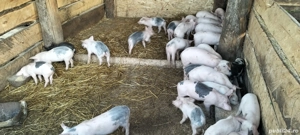 Purcei de vanzare  - imagine 4