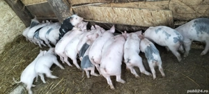 Purcei de vanzare  - imagine 2
