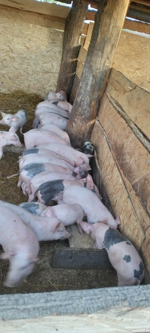 Purcei de vanzare  - imagine 3