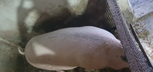 Scroafa rasa Landrace