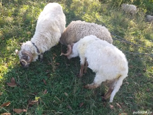 Vând berbecii rasă turcă  - imagine 2 Vând berbecii rasă turcă  - imagine 2