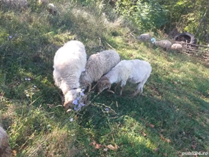 Vând berbecii rasă turcă