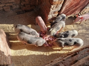 vand ce se vede in poze