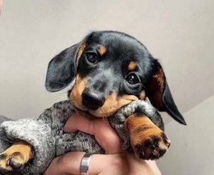 Mascul  Teckel superb - imagine 2