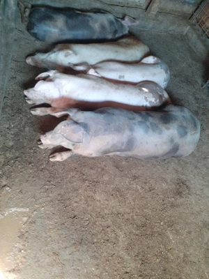 Porci de vanzare  - imagine 3 Porci de vanzare  - imagine 3