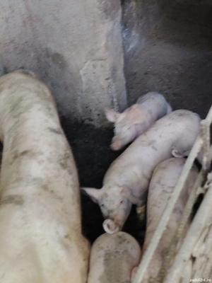 Purcei Landrace cu Pietran