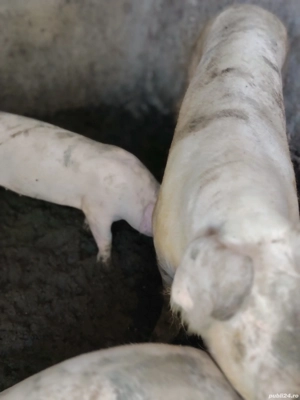 Purcei Landrace cu Pietran - imagine 3 Purcei Landrace cu Pietran - imagine 3