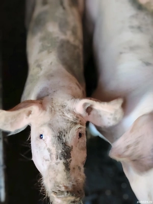 Purcei Landrace cu Pietran - imagine 2 Purcei Landrace cu Pietran - imagine 2