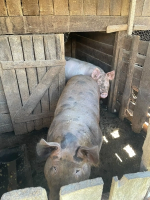 Vand porc in viu - imagine 2