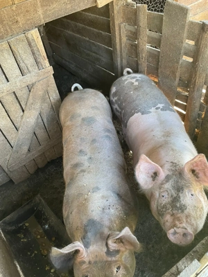 Vand porc in viu - imagine 3