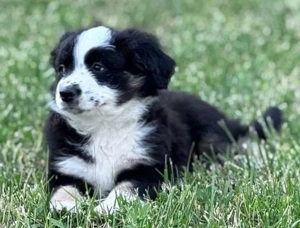 Miniature American Shepherd, 