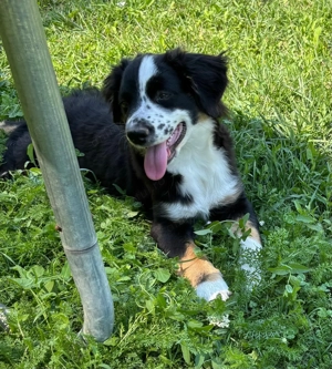 Miniature American Shepherd,  - imagine 2 Miniature American Shepherd,  - imagine 2