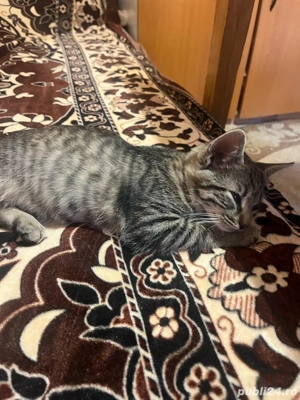 donez doi pisicii - imagine 4 donez doi pisicii - imagine 4