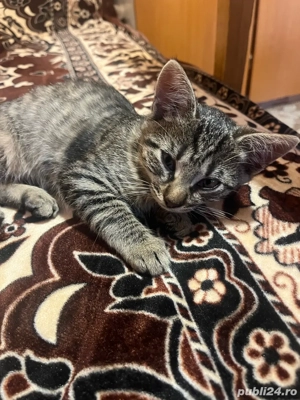donez doi pisicii - imagine 2 donez doi pisicii - imagine 2