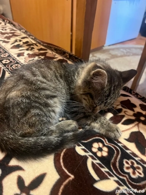 donez doi pisicii - imagine 3 donez doi pisicii - imagine 3