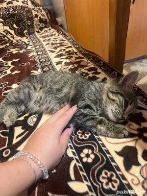 donez doi pisicii - imagine 5 donez doi pisicii - imagine 5