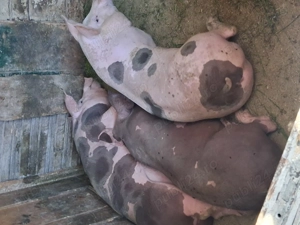 Vând 2 scrofițe petrean belgian pur 