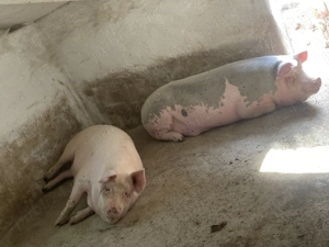 Disponibili porci tineri 