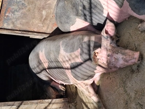 Scroafe de reproducție sau taiat - imagine 2