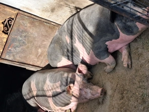 Scroafe de reproducție sau taiat