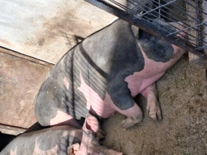 Scroafe de reproducție sau taiat - imagine 3