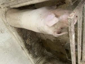 Disponibila scoafa - imagine 2