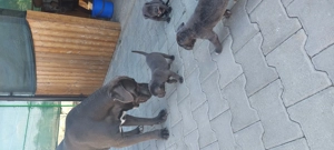 Pui cane corso  - imagine 5 Pui cane corso  - imagine 5