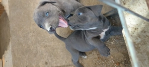 Pui cane corso  - imagine 2 Pui cane corso  - imagine 2