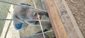 Pui cane corso  - imagine 3 Pui cane corso  - imagine 3