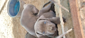 Pui cane corso  - imagine 4 Pui cane corso  - imagine 4