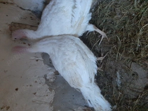 Păsări,și porci - imagine 3