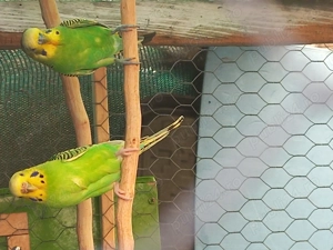 Vând peruși pereche