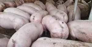 Vând porci rasă de carne  - imagine 4