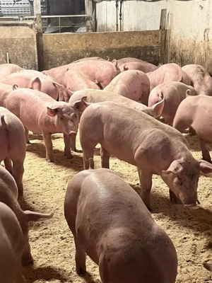 Vând porci rasă de carne  - imagine 3