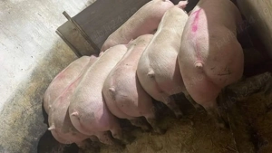 Vând porci rasă de carne 